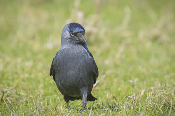 Black bird on grass