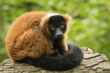 Red Ruffed Lemur