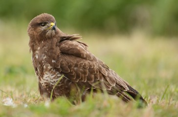 Common buzzard