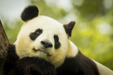 Crédence de cuisine en verre imprimé Panda Panda éveillé