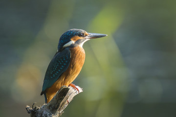 Kingfisher closeup