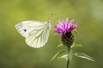 Butterfly on thistle