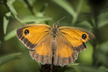 Obraz premium Gatekeerper wing pattern