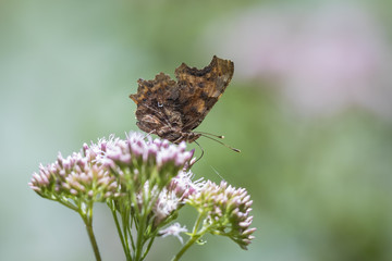 Comma butterfly closeup