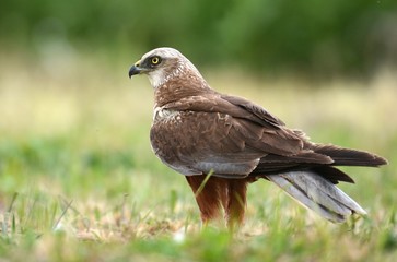 Fototapeta premium Marsh harrier