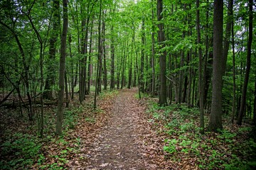 Fototapeta premium Letchworth Forrest 