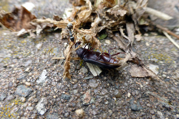 Aschgraue Sklavenameise