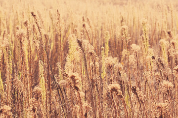 Obraz premium Field plants with sunlight