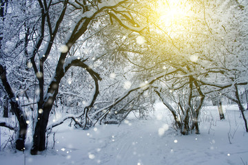 sunshine in snowy cold winter forest at sunset