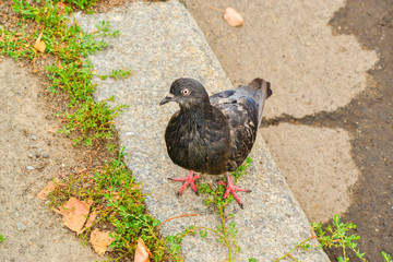 Poor dove looks up expecting something