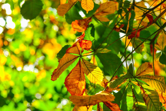 Yellow and green chestnut leaves growing on the tree
