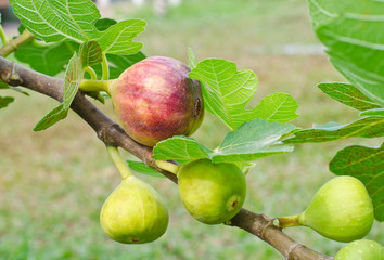 Ripe figs on the branch of a fig tree