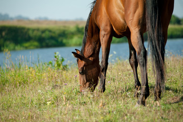 Purebred horse grazing nearby the river