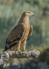 aquila adalberti, spanish imperial eagle