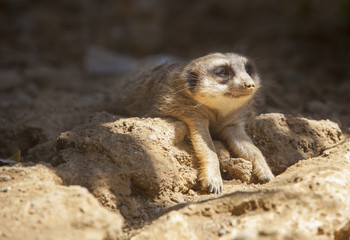 Meerkat lying on the sand