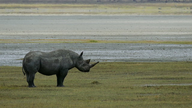 Rhino in profile standing in savanna safari static camera view. Africa. Tanzania. Serengeti Ngorongoro. Travel tourism adventure in wild animal nature. Rhinoceros. Copyspace.