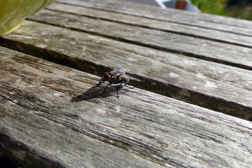 Musca domestica