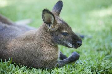 Wallaby resting on grass