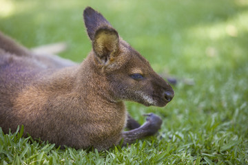 Wallaby resting on grass