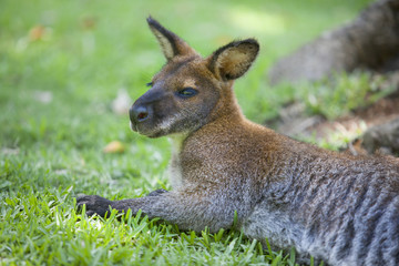 Wallaby resting on grass