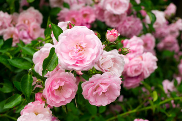 Pink flowers on the rose bush in garden, summer time - obrazy, fototapety, plakaty