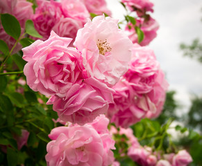 Pink flowers on the rose bush in garden, summer time