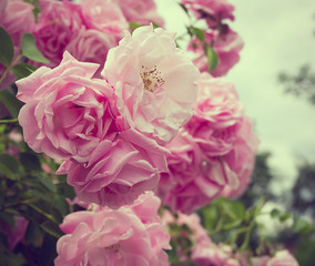 Pink flowers on the rose bush in garden, summer time