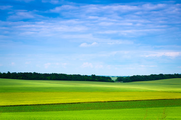 Green grassland and blue sky in summer