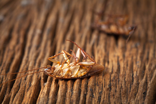 cockroaches are dead on wood table