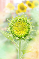 Soft focus of young sunflower blooming in sunflower field