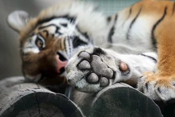 Foto auf Acrylglas Tiger Amur-Tiger legte seine Pfote in den Urlaub