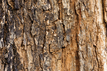 Old wood texture