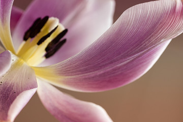 Close up of a purple tulip petal.