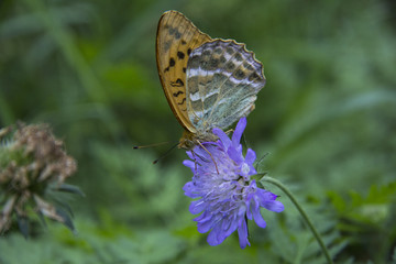 бабочка на цветке