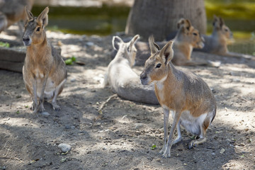 Patagonian mara