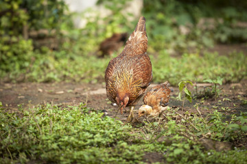 Brown hen looking for food on the ground