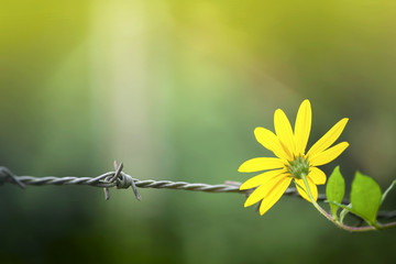 Yellow flower behind wire fence