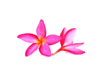 Fototapeta na wymiar Pink frangipani flower on white background