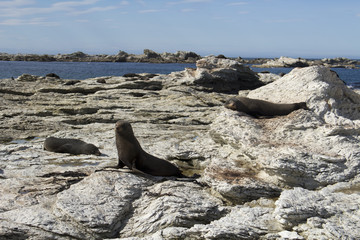 Focas en la costa de Kaikoura © anna_c_d