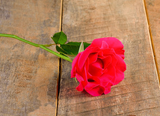Beautiful pink roses on wooden  background