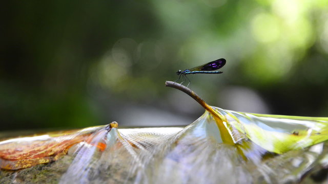 Dragonfly on the leaf in waterfall