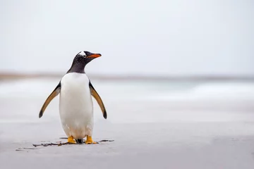 Foto auf Acrylglas Pinguin Eselspinguin (Pygoscelis papua) steht allein auf einem weißen Sand