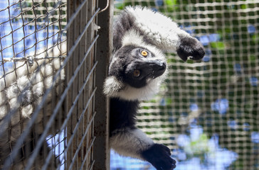 Portrait of ring-tailed lemur out of the cage