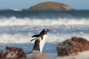 Gentoo Penguin strolling along Bertha's Beach, Falkland Islands.