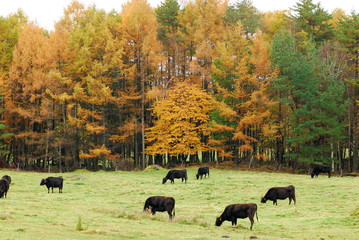 Quiet autumn harvest.