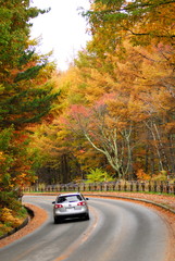 Fall run through the Woods.