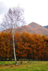Fototapeta premium One Birch and autumn pattern.