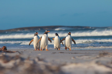 Vier Ezelspinguïns lopen van de zee op een zonnige winterdag