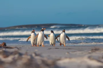 Keuken foto achterwand Pinguïn Vier Ezelspinguïns lopen van de zee op een zonnige winterdag