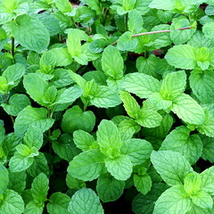 Mint Leaves Grown Organically at Home Garden